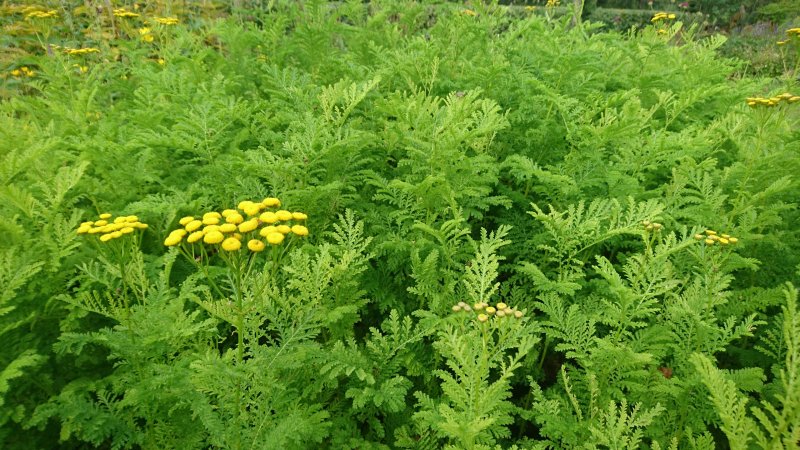 Tanacetum vulgare 'Crispum' Kähäräpietaryrtti